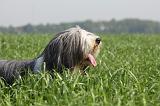 BEARDED COLLIE 135